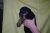 Puppies J